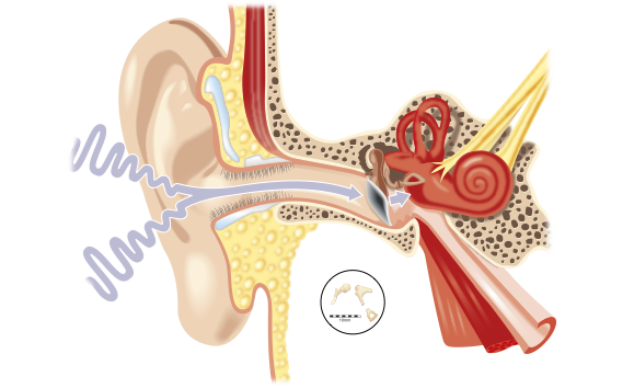 Ian-Moores-Graphics-Medical-Graphics-Human-Ear