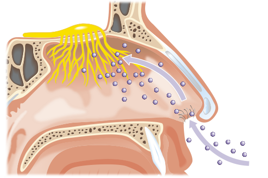 Ian-Moores-Graphics-Medical-Graphics-Human-Nose